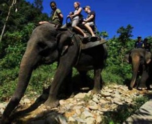 ecotourisme elephant asie