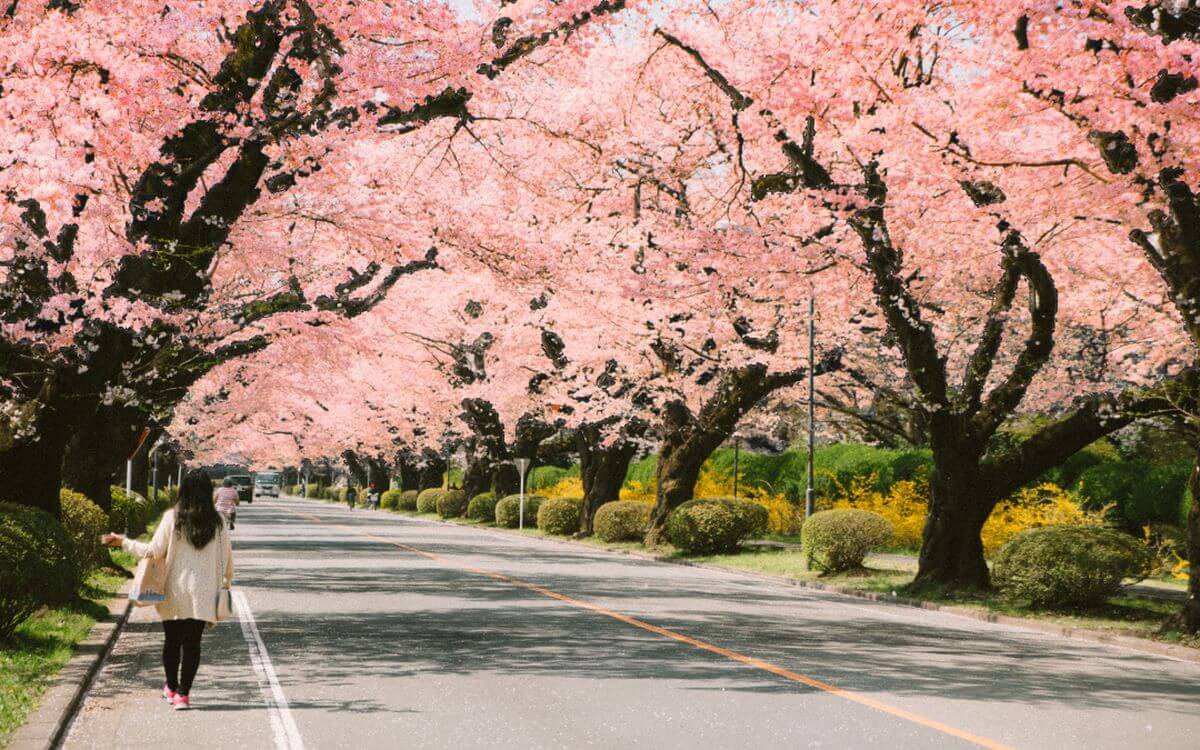 Le Japon présente ses magnifiques festivals de pruniers et de cerisiers en fleurs
